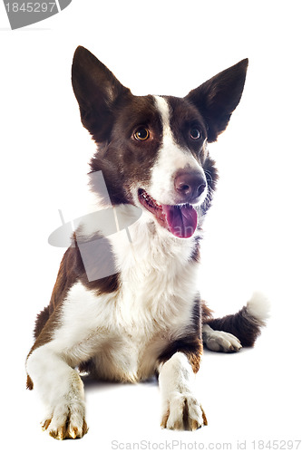 Image of border collie