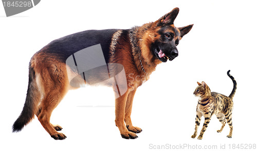 Image of german shepherd and kitten