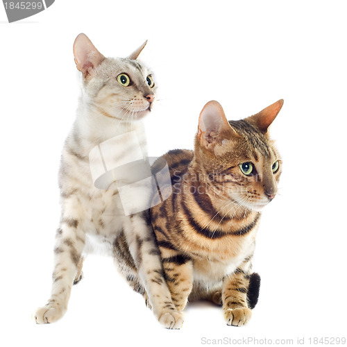 Image of bengal cats