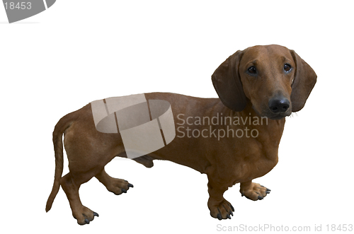 Image of pretty dachshund