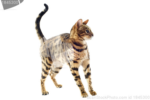 Image of bengal kitten