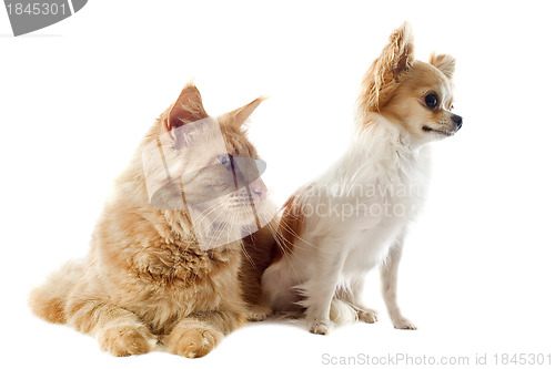 Image of maine coon cat and chihuahua