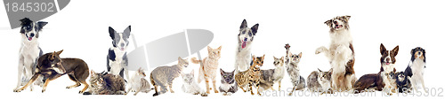 Image of group of pets