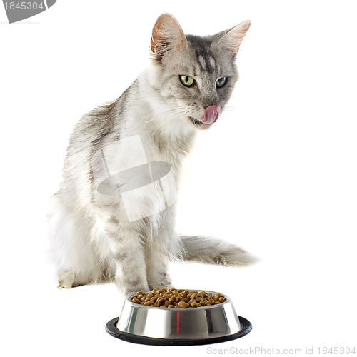 Image of maine coon cat and cat food