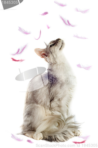 Image of maine coon cat and feathers