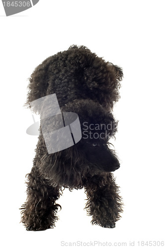 Image of poodle acrobat