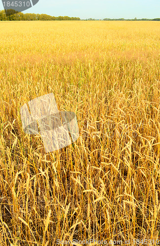 Image of wheat field