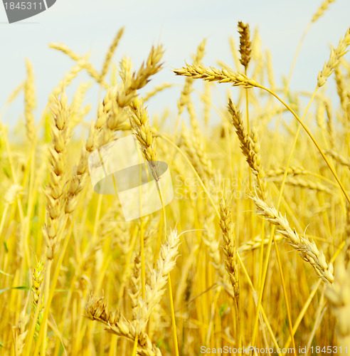 Image of wheat field