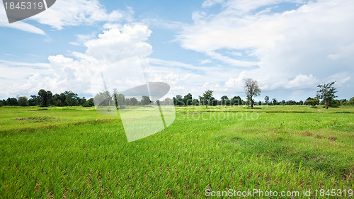 Image of Rice field in Cambodia