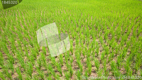 Image of Dried out rice field in Cambodia