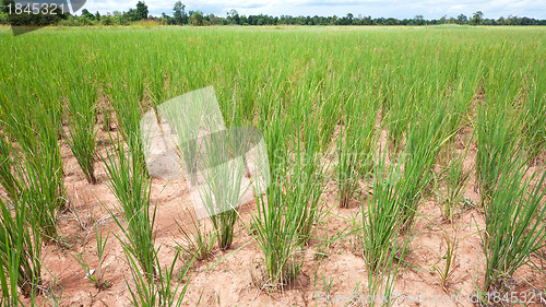 Image of Dry rice field in Cambodia