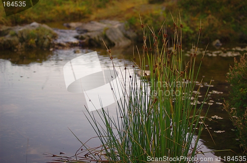 Image of Small pond