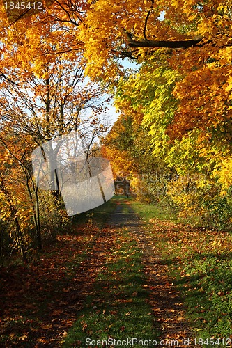 Image of autumn background