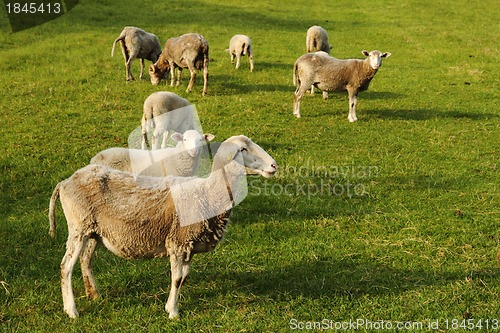 Image of sheeps in the green grass