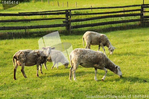 Image of sheeps in the green grass