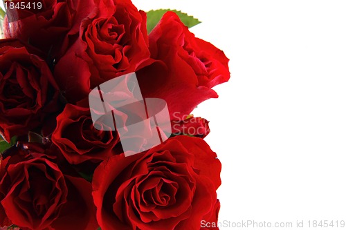 Image of red roses