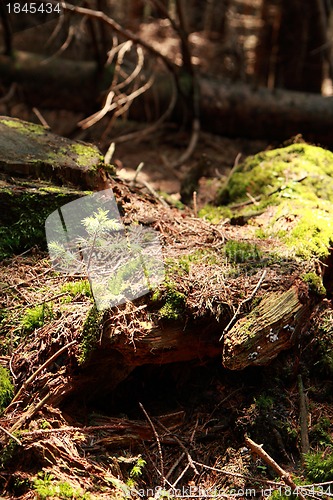 Image of nice forest background