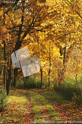 Image of autumn background