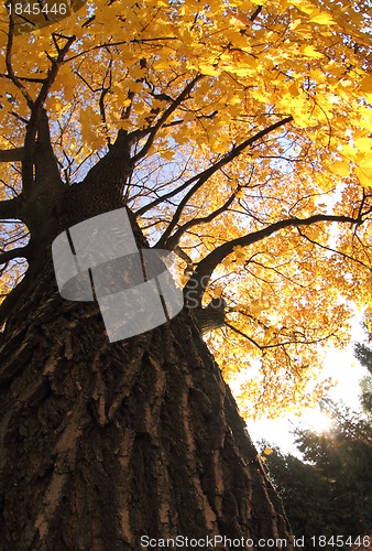 Image of autumn tree 