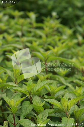 Image of green mint background