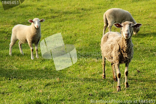 Image of sheeps in the green grass