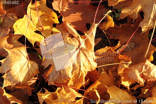 Image of autumn leaves 