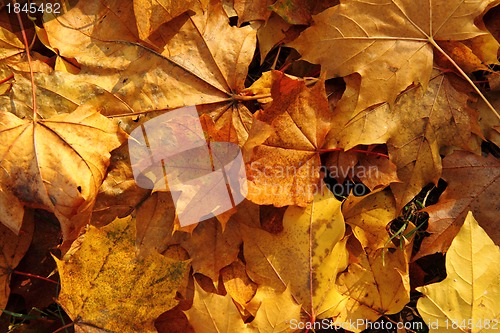 Image of autumn leaves 