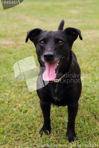 Image of black dog in the green grass