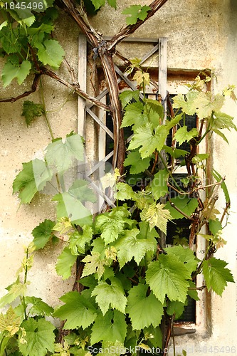 Image of wine leaves on the old windows