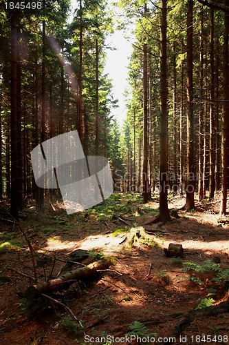 Image of nice forest background