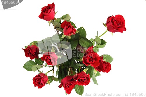 Image of red roses