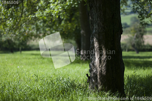 Image of Apple tree orchard in lush countryside