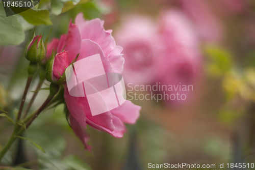 Image of DSC_0197-pink-roses-june-012