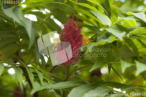 Image of Staghorn Sumac