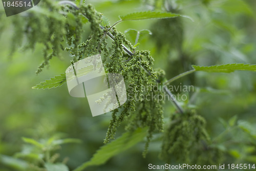 Image of A Stinging nettle -Urtica dioica,  loaded with seeds