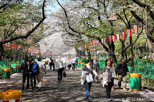 Image of Tokyo - cherry blossom