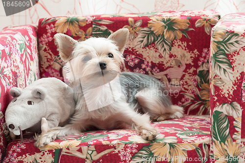 Image of Cute terrier