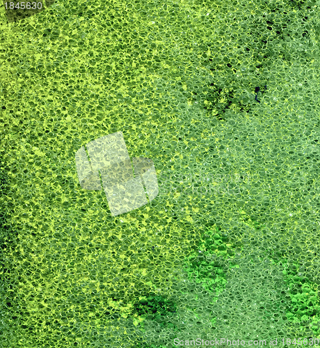 Image of green foam background