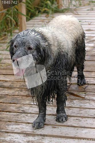 Image of Fun golden retriever dog has been in the mud