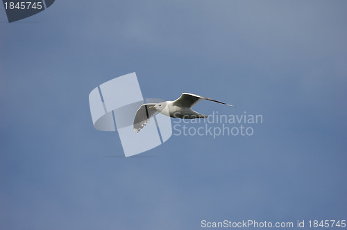 Image of seagull 