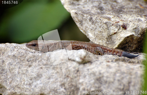 Image of lizard on stone