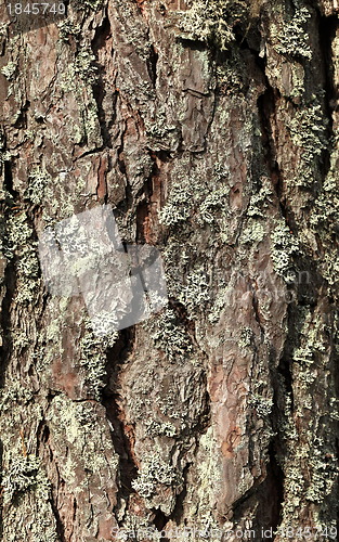 Image of pine bark 
