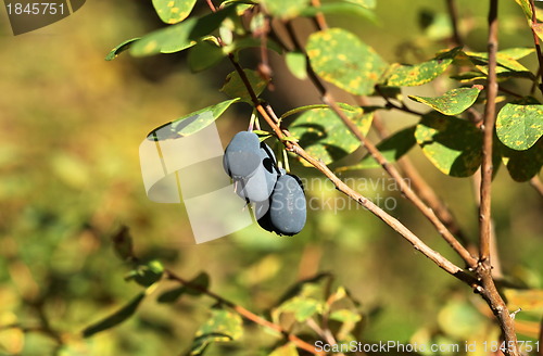 Image of Forest blueberry  in nature