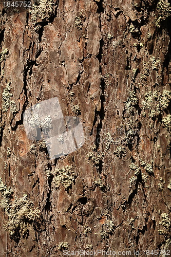 Image of pine bark background