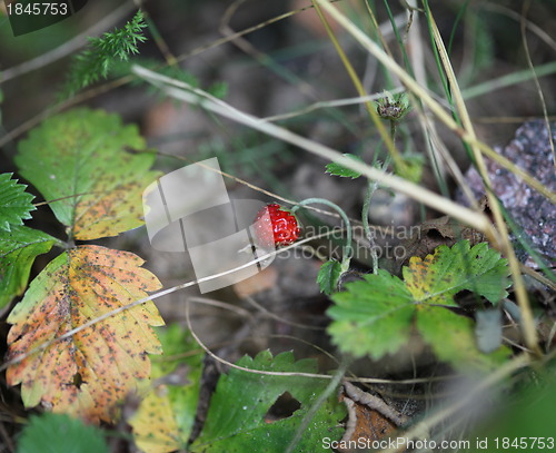 Image of wild strawberry in nature