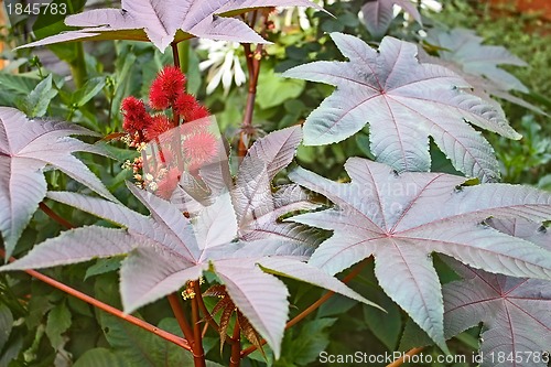 Image of Castor Bean plant flowering