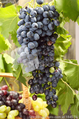 Image of Grape harvest.