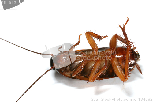 Image of Cockroach macro