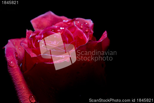 Image of red rose on the black