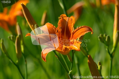 Image of Lily